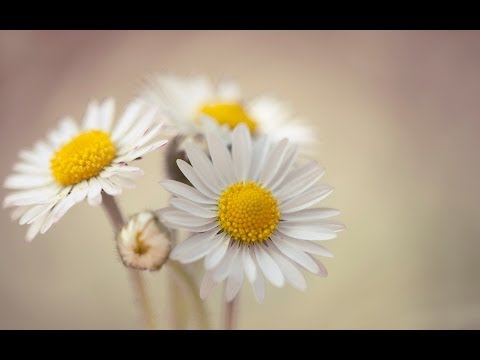 ☆ Kráčím si, kráčím - Leona Šenková, Bohuš Matuš