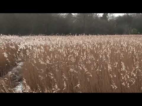 Dancing reeds - Osmose