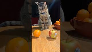 #cat #cute #catvideo #cutecat #funnyvideo #funny