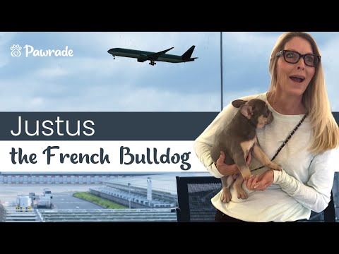 Justus the French Bulldog