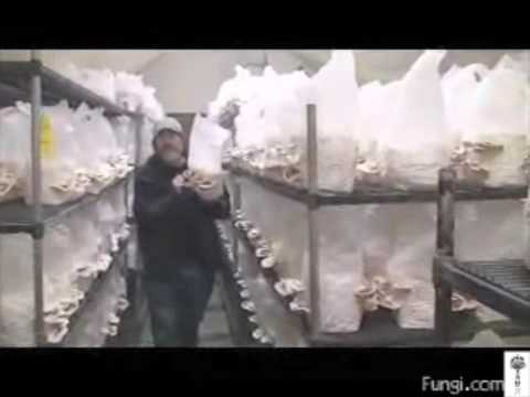 Paul Stamets with Turkey Tail Mushrooms, Coriolus versicolor = Trametes versiicolor