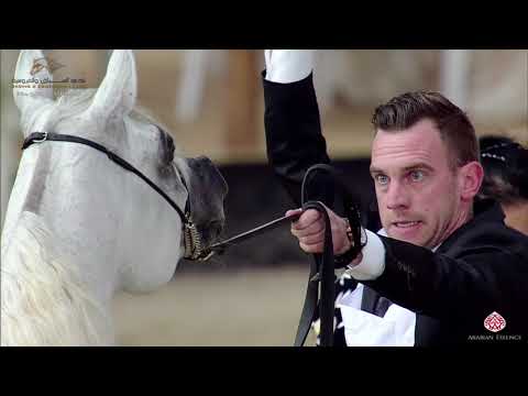 N 335 WASET AL SHAQAB   22nd Qatar National 2019   Stallions 4 to 6 Years Old Class 12