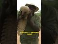 See the most illegal trafficking animal in the world #shorts #animals #viral #wildlife #nature