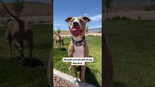 🙊 #pitbull #cute #funny #shorts #lol #pets #dogs #cuteanimals