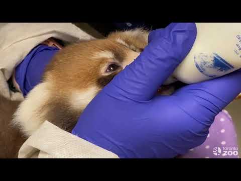 Toronto Zoo Baby Red Panda- A Day In The Life Of A Keeper
