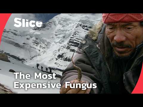 Himalayan Gold: Harvesting Yarsagumba at 5,500 Meters | SLICE | FULL DOCUMENTARY