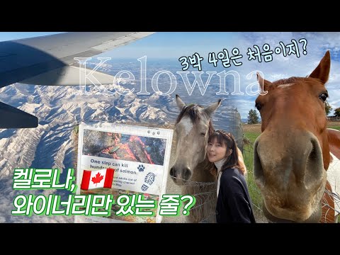 캐나다 켈로나 와이너리 빼고도 갈 곳이 이렇게 많은데? 3박 4일로 알차게 낋여옴 🍂🎃🍣🐎