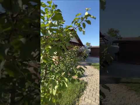 Casa parter cu 600 mp teren, Hemeius Bacau