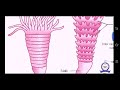XII Std Zoology Unit 1 Part 2