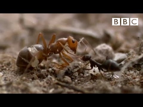 Ant colony raids a rival nest | Natural World - Empire of the Desert Ants - BBC