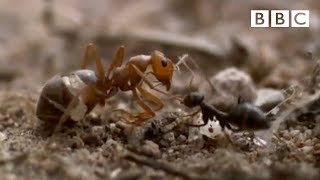 Ant colony raids a rival nest  Natural World - Emp