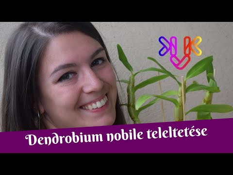 , title : 'Dendrobium nobile teleltetése | Felkészülés és teendők a bambusz orchidea esetében'