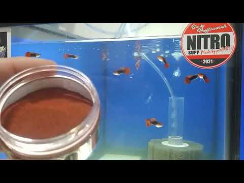 Supplement your Guppies & other Tropical Fish!