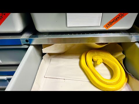 Best Optic Mount?- The Reptilia AUS Mounting System