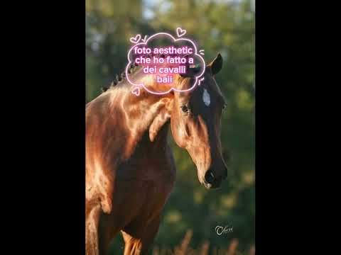 , title : 'cavallo baio #cavalli #baio #lovethehorse'