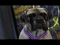 Cats Dogs Opening Scene 2001 VHS Capture