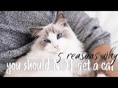 Why you SHOULDN'T get a CAT | Ragdolls Pixie and Bluebell
