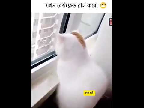 When your Girlfriend gets angry (Cat Version)