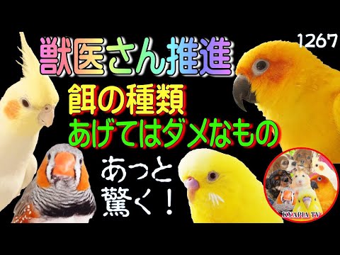 冬に鳥に与えてはいけない食べ物は何ですか？これら 7 つは絶対に避けるべきであり、命を奪う可能性があります。  庭園
