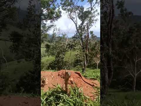 Caminhos da Mantiqueira. estrada do bairro Borginhos Wenceslau Braz MG.