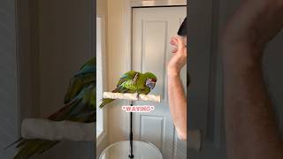 Great Green Macaw Does Wave Trick