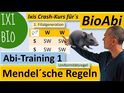 Mendelsche Regeln anwenden A - Kreuzungen auswerten zur Abiturvorbereitung – Unabhängigkeitsregel