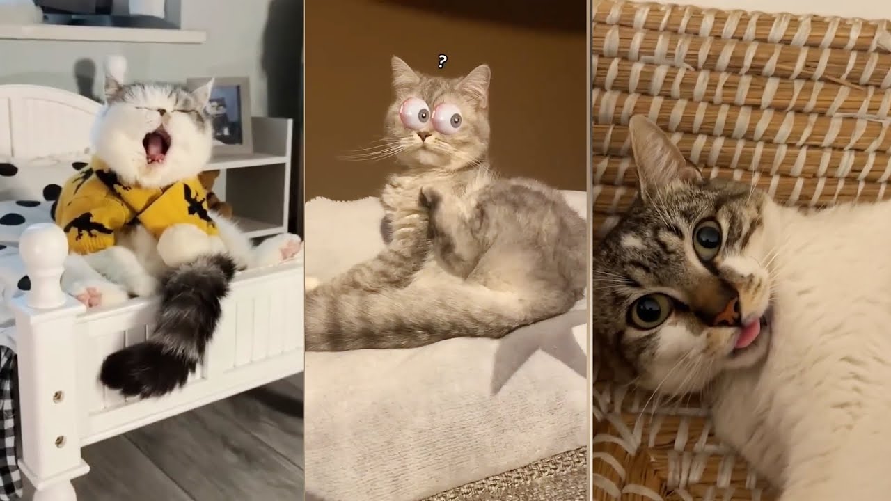 Cute Pets Being Silly 😹 Funniest Cats & Dogs Moments Ever!Part  24| Can't Stop Laughing