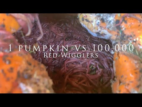 1 Pumpkin vs. 100,000 Red Wigglers