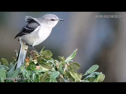Beautiful Northern Mockingbird Enjoys The Treetops of Skidway Island, Georgia – Oct. 26, 2022