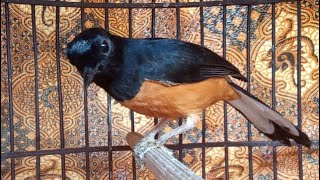 Download lagu Dibiarkan aja gak bakalan Gacor !!!RAHASIA Murai batu hutan Cepat gacor mp3 Download lagu Dibiarkan aja gak bakalan Gacor !!!RAHASIA Murai batu hutan Cepat gacor mp3