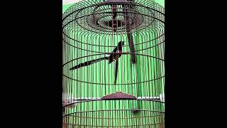 Download lagu Murai gajah mada.. #muraibatu #shorts #youtubeshorts mp3