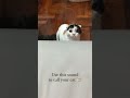 Use this Sound to Call Your Cat 🐈