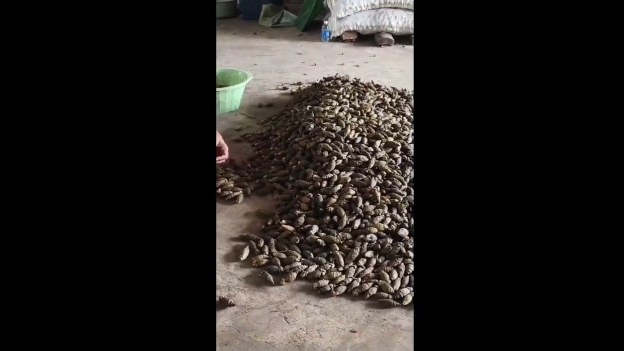 Betel Nut Video Thumbnail