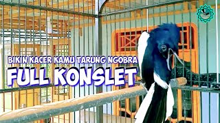 Download lagu KACER Musuh PASTI IKUT NGEPLAY KONSLET EMOSI, PANCINGAN KACER GACOR FULL ISIAN TARUNG NGOBRA NGOTOT mp3 Download lagu KACER Musuh PASTI IKUT NGEPLAY KONSLET EMOSI, PANCINGAN KACER GACOR FULL ISIAN TARUNG NGOBRA NGOTOT mp3