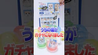 【衝撃】うちの猫が全国のガチャガチャに登場🔥愛猫出るまで証明写真のガチャガチャ回したら大惨事🔥#Shorts ＃ガチャガチャ #カプセルトイ #gachapon