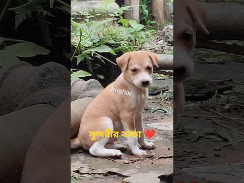 @krishik6549 #I'm surprised#Beautiful child#You'll be surprised by what beautiful things he says#...