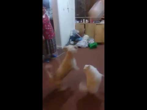 trim 05AF433B 9440 4DB4 BD58 488E05647DE3