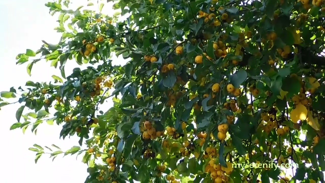 Embrace Mindfulness with AI Meditation