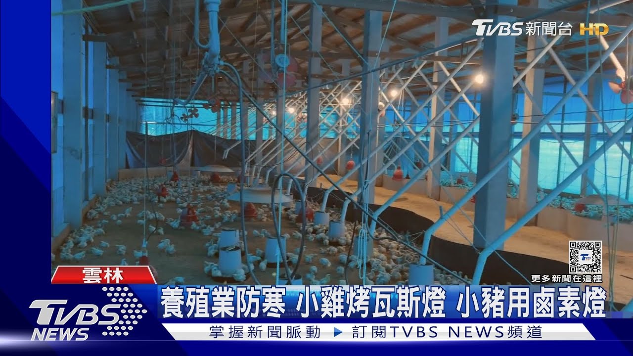 養殖業防寒　小雞烤瓦斯燈小豬用鹵素燈