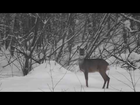 Karpaten. Winter 2017