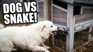 Snake Slithers Into Coop, Dog Strikes Back HARD 🐍⚔️