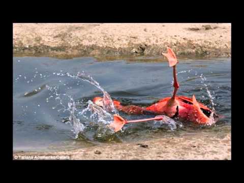 Lady KoKoKo - Bouchon de Liege