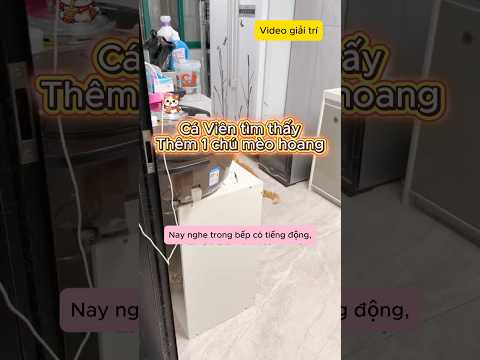 Cá Viên tìm thấy thêm 1 chú mèo hoang #viral #shorts