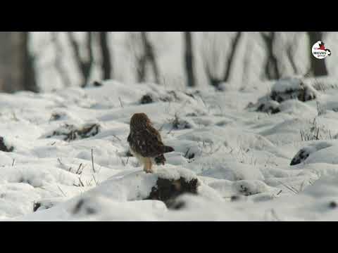 Ciuf de câmp (Asio flammeus) / réti fülesbagoly / Short-eared Owl