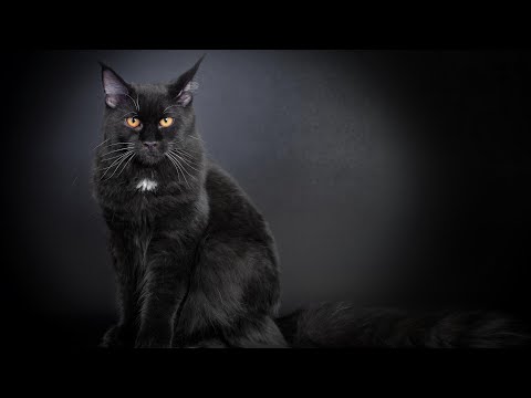 Black Maine Coon Cat – Features, Color &  Care Guide!