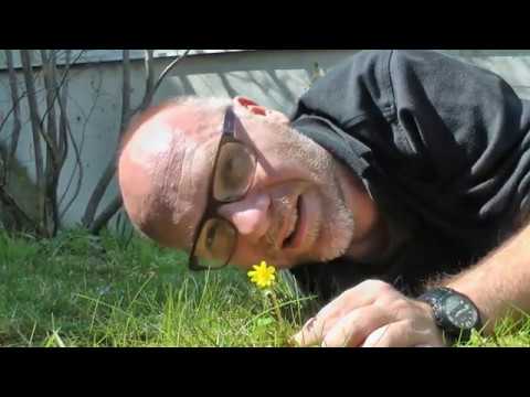 Scharbockskraut (Ficaria verna)