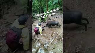 Download lagu manusia di makan babi hutan viral #fyp #viral #lucu #fypシ mp3