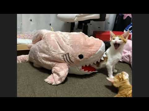 [FREE FOR PROFIT] Trap Type Beat | NoCap X Lil Peep type beat | Freestyle Type Beat