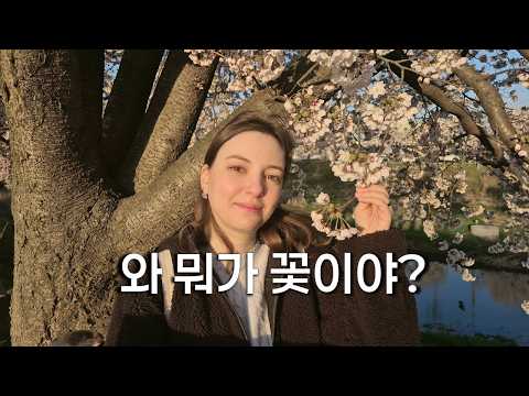 벚꽃의 마지막을 구경. 다음주에 독일 여자친구들(?)이 놀러온다고 한다.