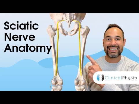 Clinical Anatomy of Sciatic Nerve | Expert Physio Guide